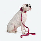 Fuchsia Camo Neoprene Leash