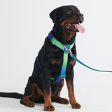 Arnês para cães sem tração com controle de conforto - Lime Wave