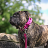 Fuchsia Camo Collar||size:XS,S,M,L