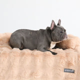 Beige Calm Couch Bed