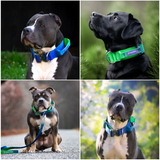Coleira Tática para Cachorros - Lime Wave (2"/5cm)