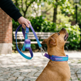 90s Retro Martingale Collar||size:A,B,C,D,E