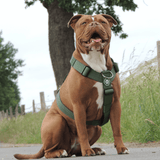 Arnês para cães sem puxão com controle de conforto - Verde