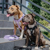 Arnês para cães sem tração com controle de conforto - Preto