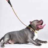 Coleira de cachorro dourada de link cubano