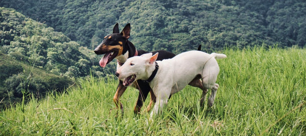 Introducing A New Dog To A Jealous Dog