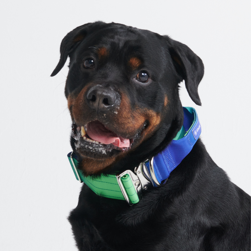 Conjunto de coleiras táticas para cães - Lime Wave (2"/5cm)