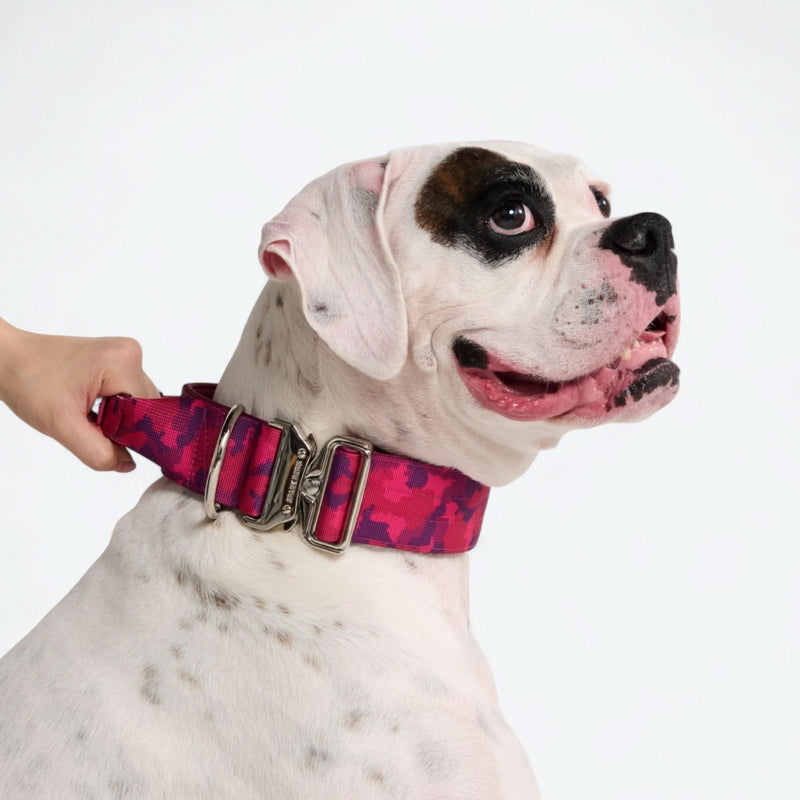 Conjunto de Coleira Tática para Cachorros - Cone de Neve (2"/5cm)