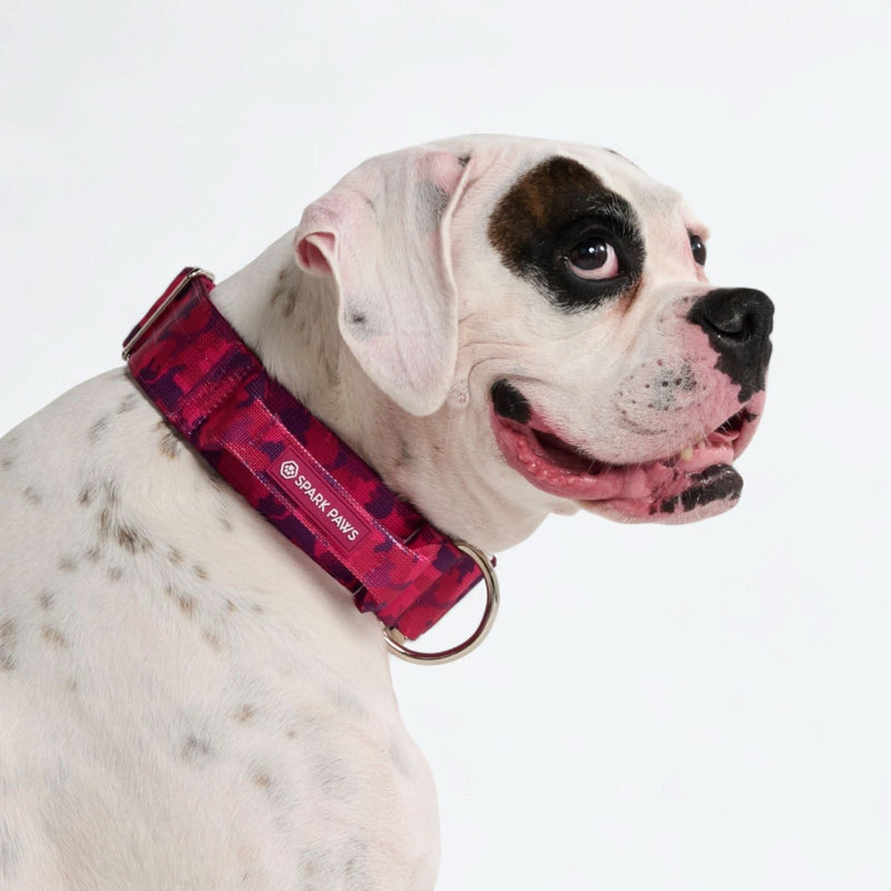 Conjunto de Coleira Tática para Cachorros - Cone de Neve (2"/5cm)