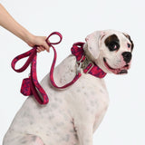 Conjunto de Coleira Tática para Cachorros - Cone de Neve (2"/5cm)