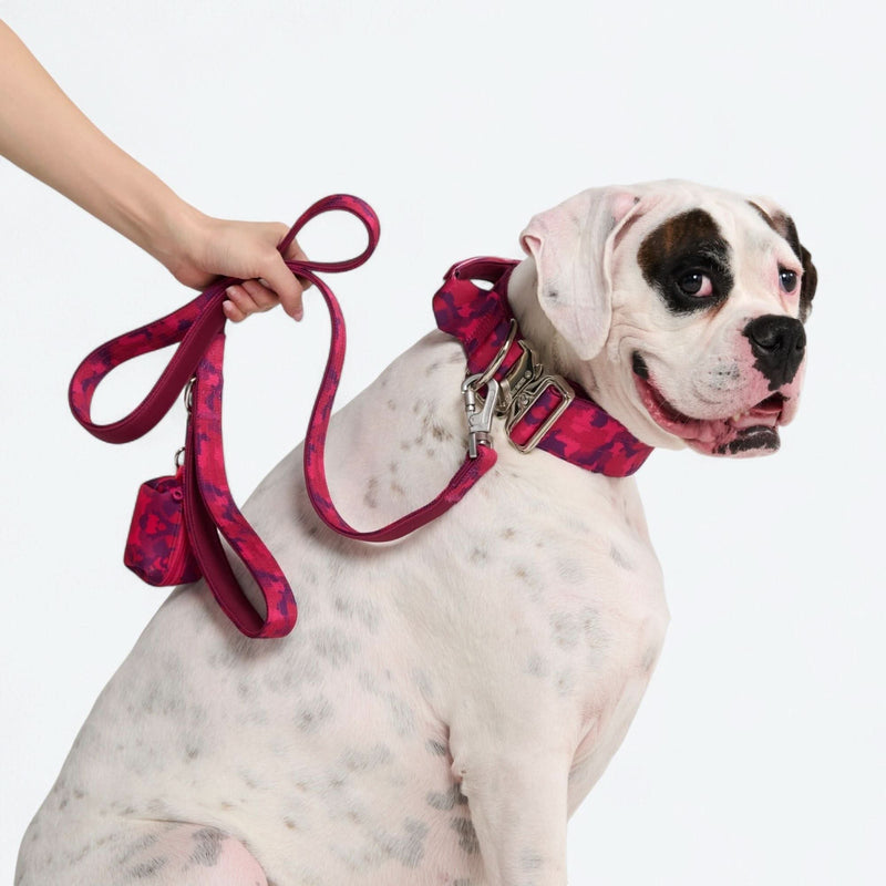 Conjunto de Coleira Tática para Cachorros - Cone de Neve (2"/5cm)