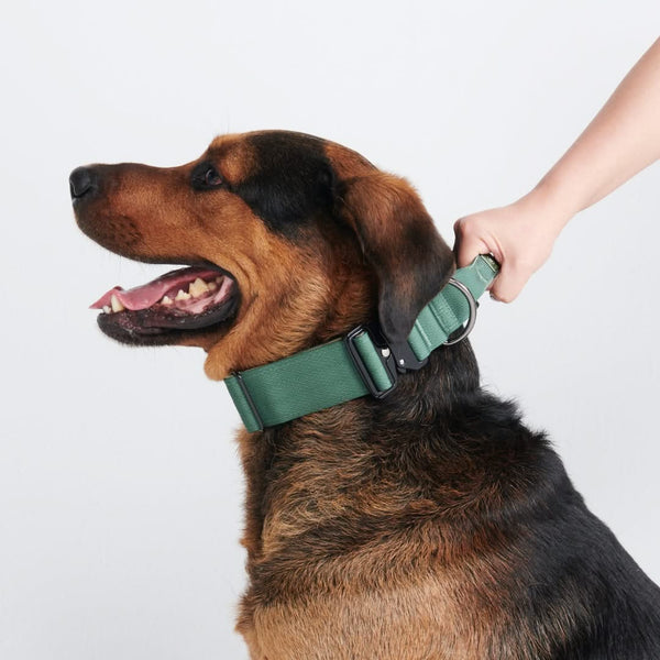 Conjunto de coleiras táticas para cães - verde militar (2"/5cm)