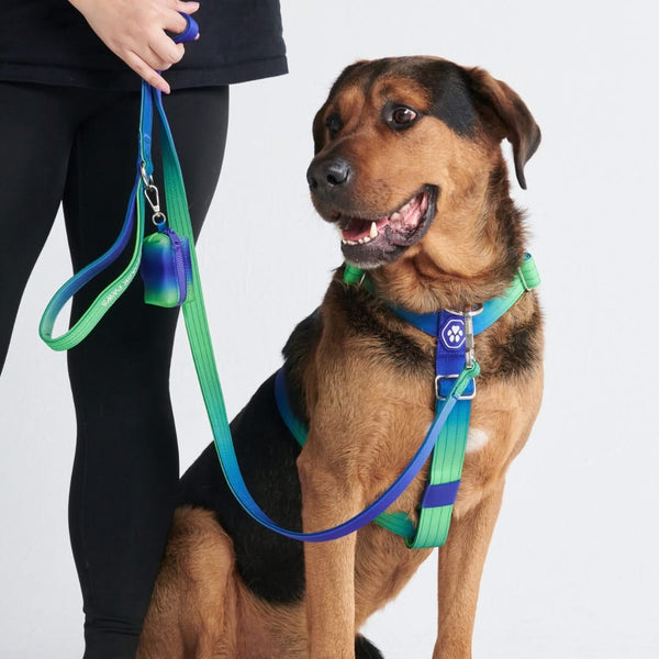 Conjunto de arreios para cães sem puxão com controle de conforto - Lime Wave