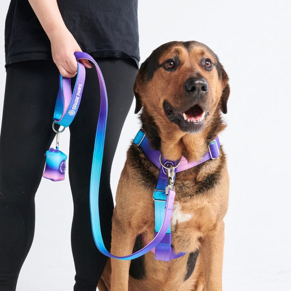 Conjunto de arreios para cães sem puxão com controle de conforto - 90s Retro