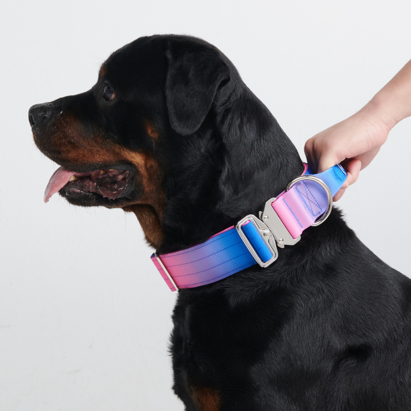 Conjunto de Coleira Tática para Cachorros - Cone de Neve (2"/5cm)