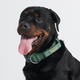 Conjunto de coleiras táticas para cães - verde militar (2"/5cm)