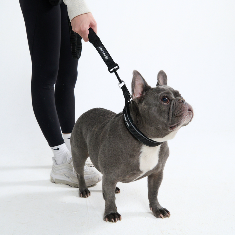 Multipurpose Seatbelt Handsfree Leash & Poop Bag Holder Set - Black
