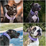 Coleira Tática para Cachorros - Lilás (1,5"/4cm)