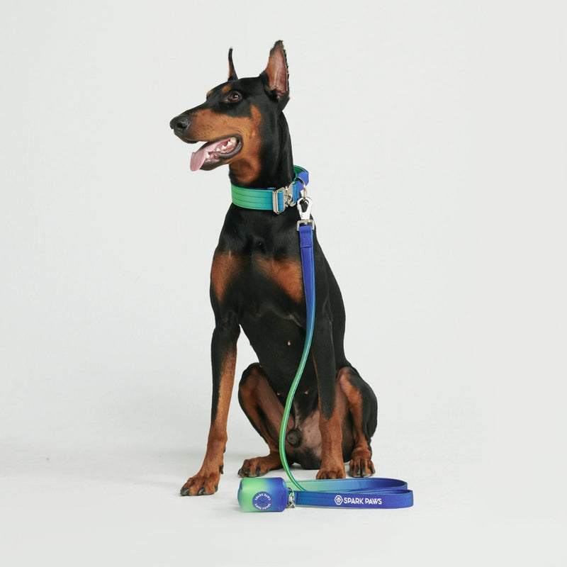Conjunto de coleiras táticas para cães - Lime Wave (2"/5cm)