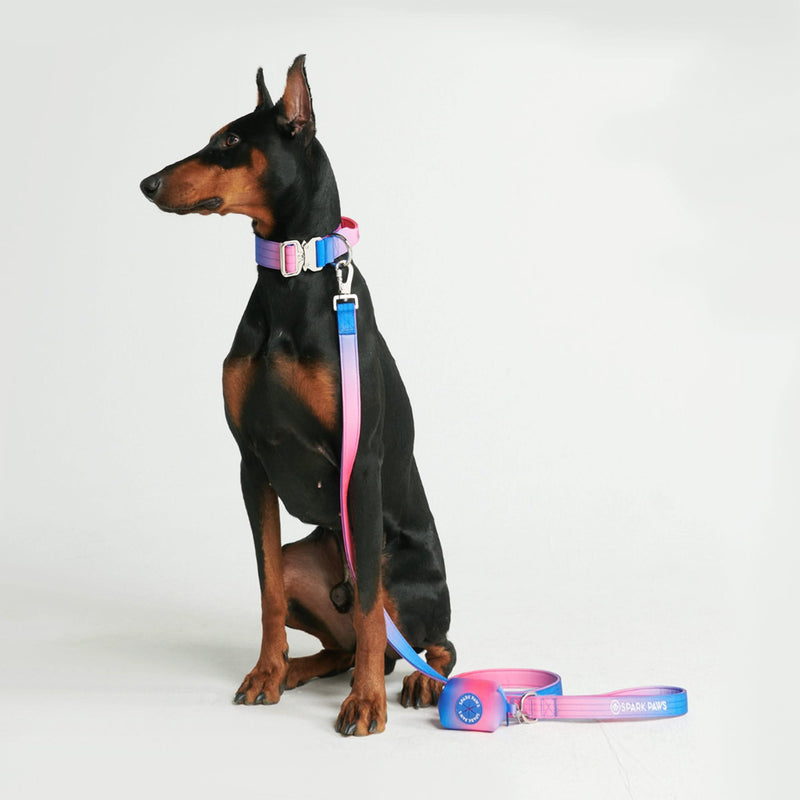 Conjunto de Coleira Tática para Cachorros - Cone de Neve (2"/5cm)