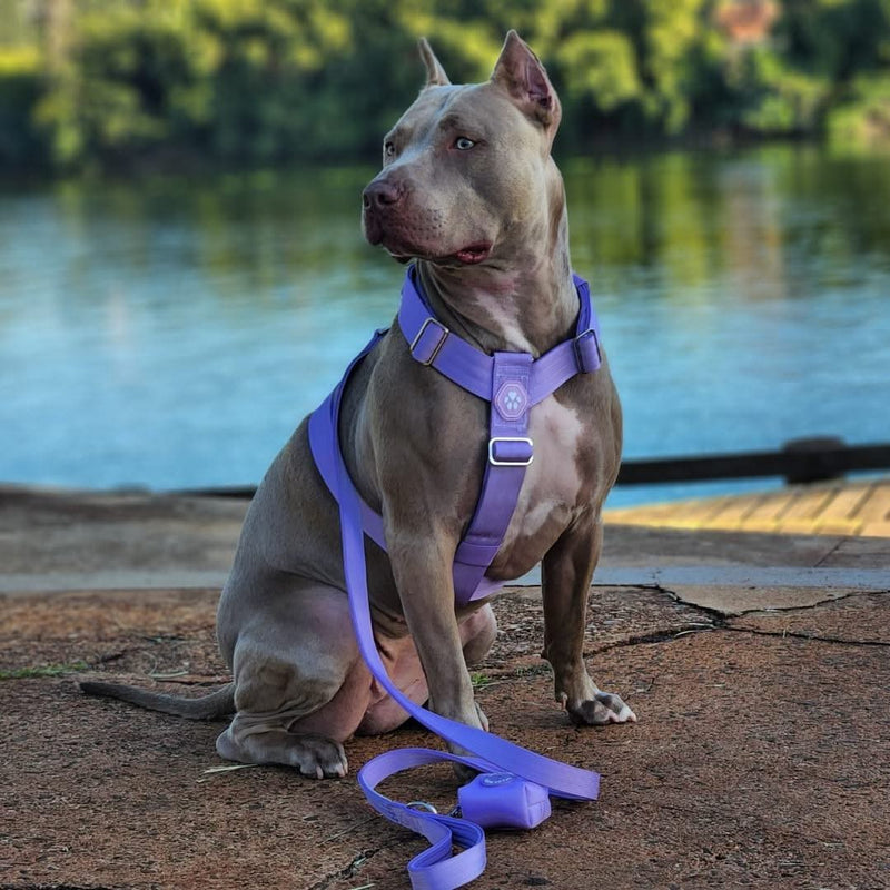 Arnês para cães sem puxão com controle de conforto - Lilás