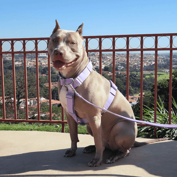 Conjunto de arreios para cães sem puxão com controle de conforto - Lilás