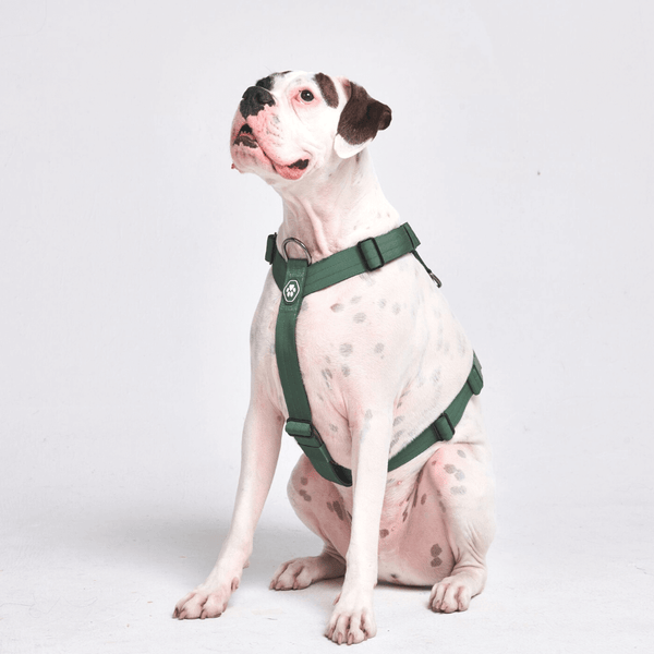 Arnês para cães sem puxão com controle de conforto - Verde