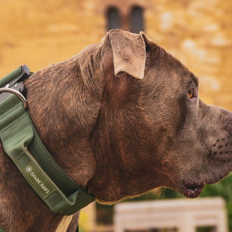 Conjunto de coleiras táticas para cães - verde militar (2"/5cm)