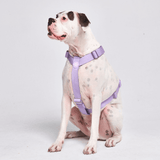 Arnês para cães sem puxão com controle de conforto - Lilás