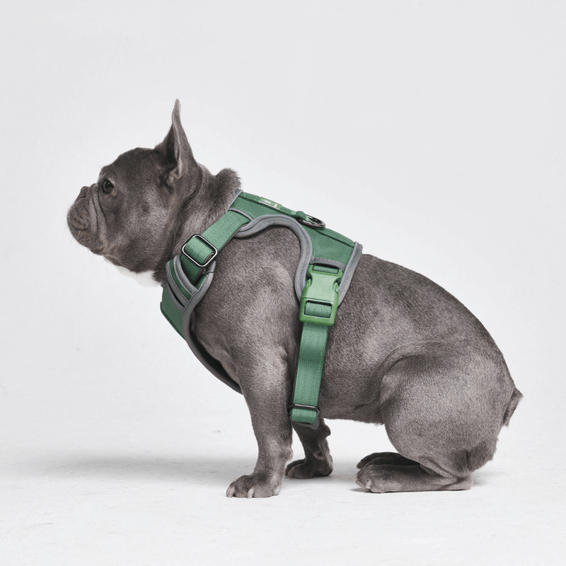 Arnês Comfort Control - Verde - [TAMANHO P] cães até 20kg/45lb