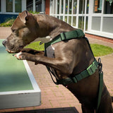 Arnês para cães sem puxão com controle de conforto - Verde