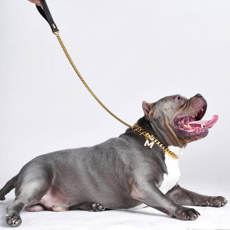 Coleira de cachorro dourada de link cubano