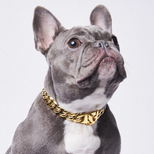 gold dog collar