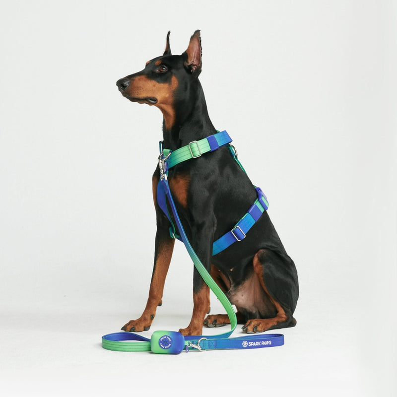 Conjunto de arreios para cães sem puxão com controle de conforto - Lime Wave