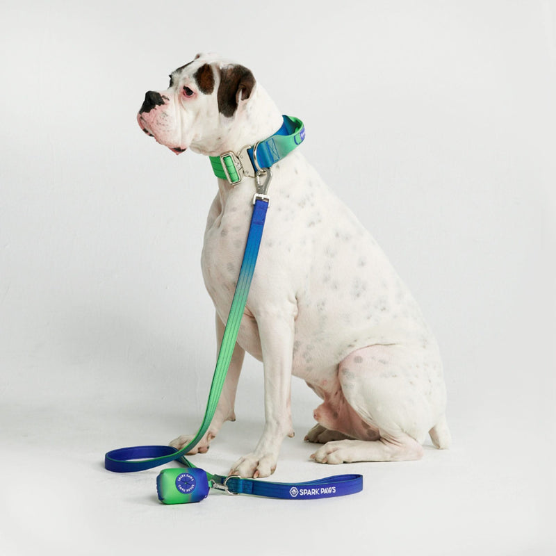 Conjunto de coleiras táticas para cães - Lime Wave (2"/5cm)