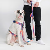 Conjunto de arreios para cães sem puxão com controle de conforto - Caleidoscópio