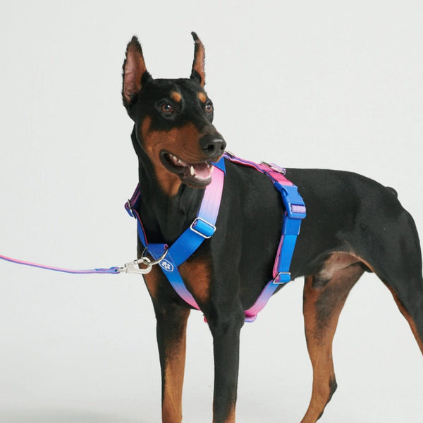 Arnês para cães sem tração com controle de conforto - Cone de Neve