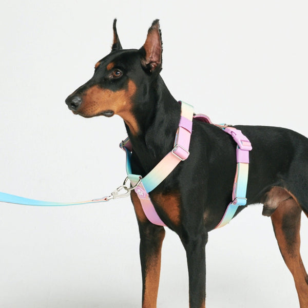 Arnês para cães sem puxão com controle de conforto - Glacê Pastel