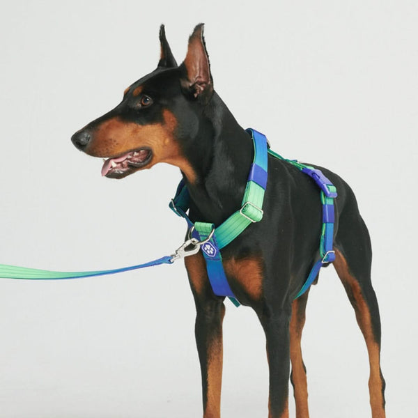 Arnês para cães sem tração com controle de conforto - Lime Wave